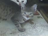 KOTY